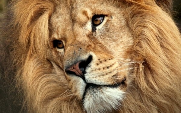 Animal Lion Cats Face HD Wallpaper | Background Image