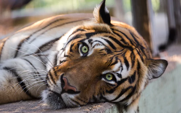 A close-up 4K Ultra HD wallpaper of a tiger lying down, showcasing its striking facial features and intense gaze in sharp detail.