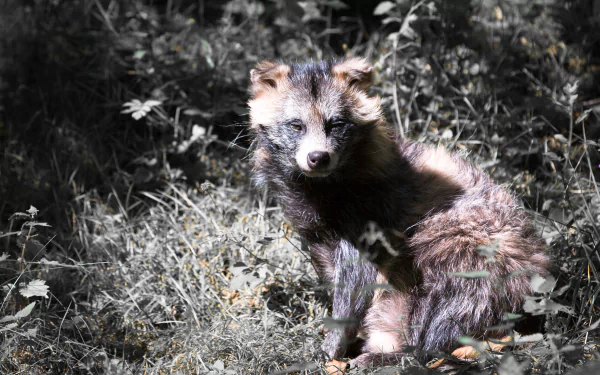 raccoon Animal raccoon dog HD Desktop Wallpaper | Background Image