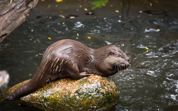 Dwarf otter by Cloudtail the Snow Leopard