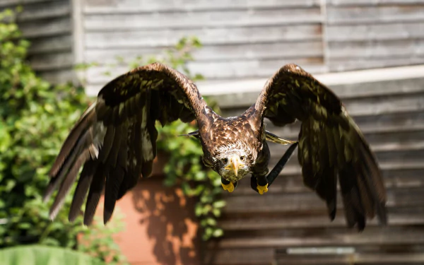 Animal eagle HD Desktop Wallpaper | Background Image