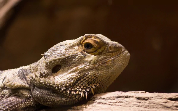 lizard Animal Bearded Dragon HD Desktop Wallpaper | Background Image