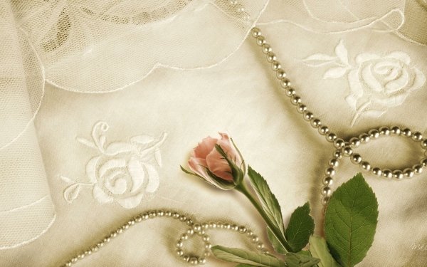 Photography Vintage Rose Pink Flower HD Wallpaper | Background Image