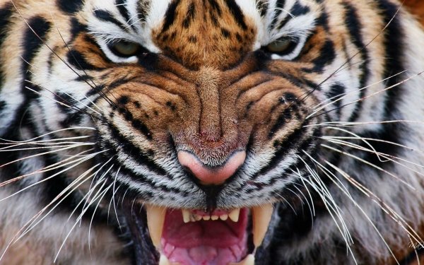 Animal Tiger Cats Face Close-Up HD Wallpaper | Background Image