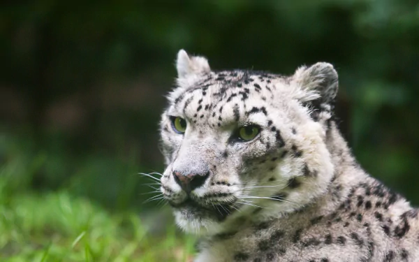 Snow leopard close-up with piercing green eyes and spotted fur, 2K Quad HD PC desktop wallpaper and background.