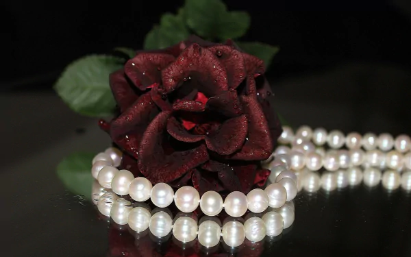  Red Rose and Pearls