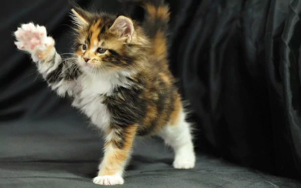 HD desktop wallpaper featuring a playful Maine Coon kitten with fluffy fur, white paws, and a mix of brown and black colors against a dark background.