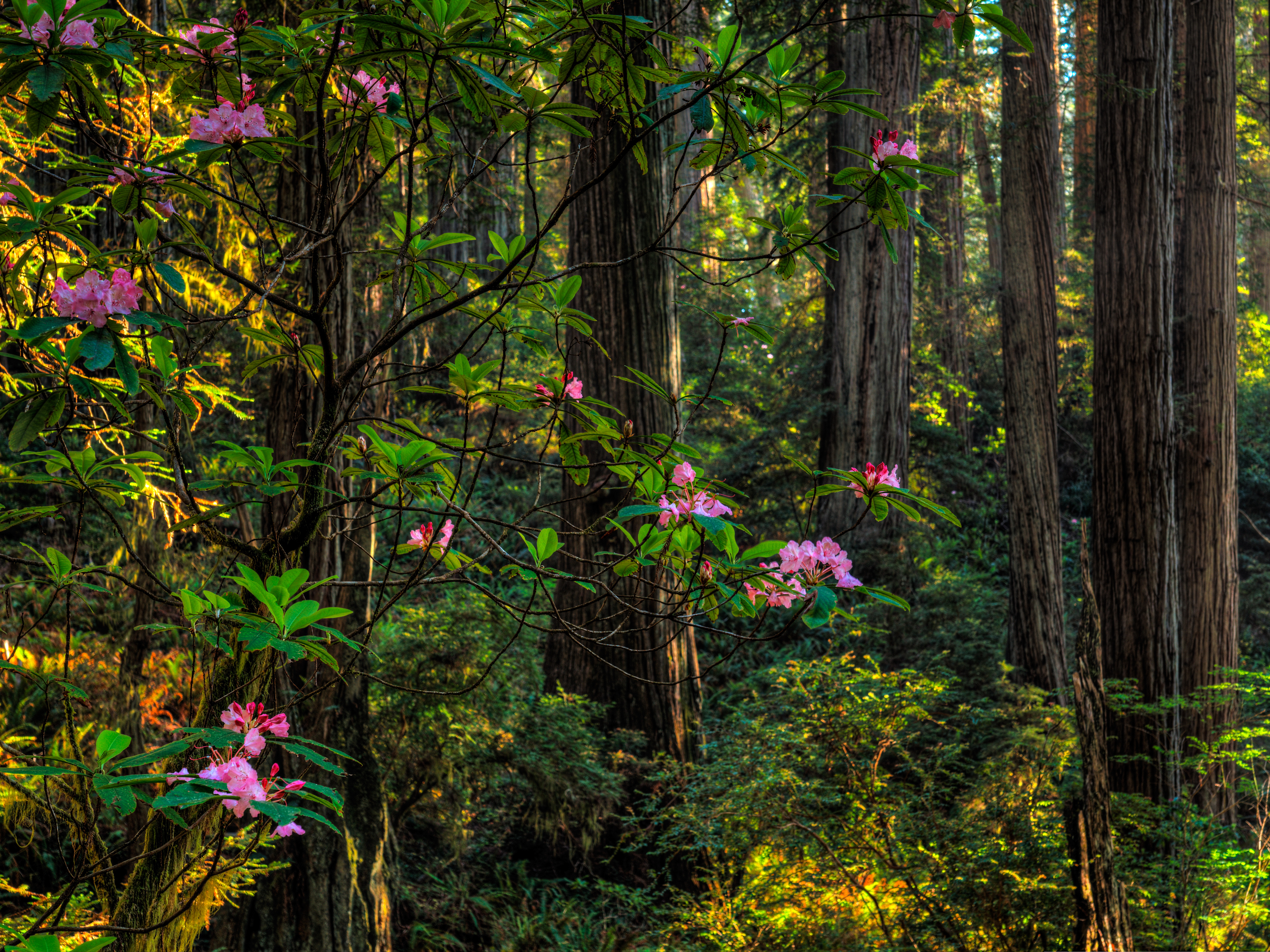 Rhododendruns in the Forest
