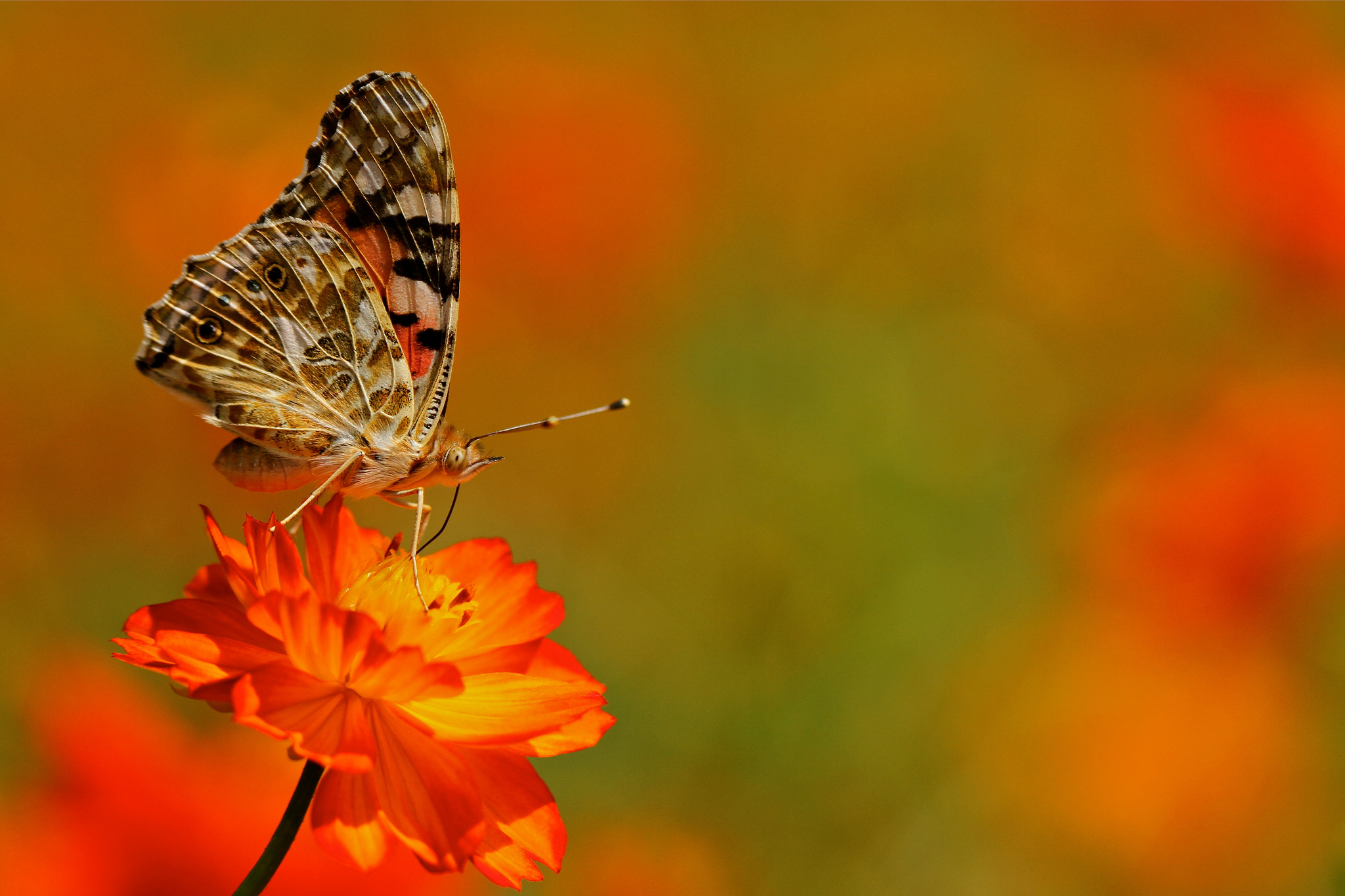 Бабочка на осеннем цветке