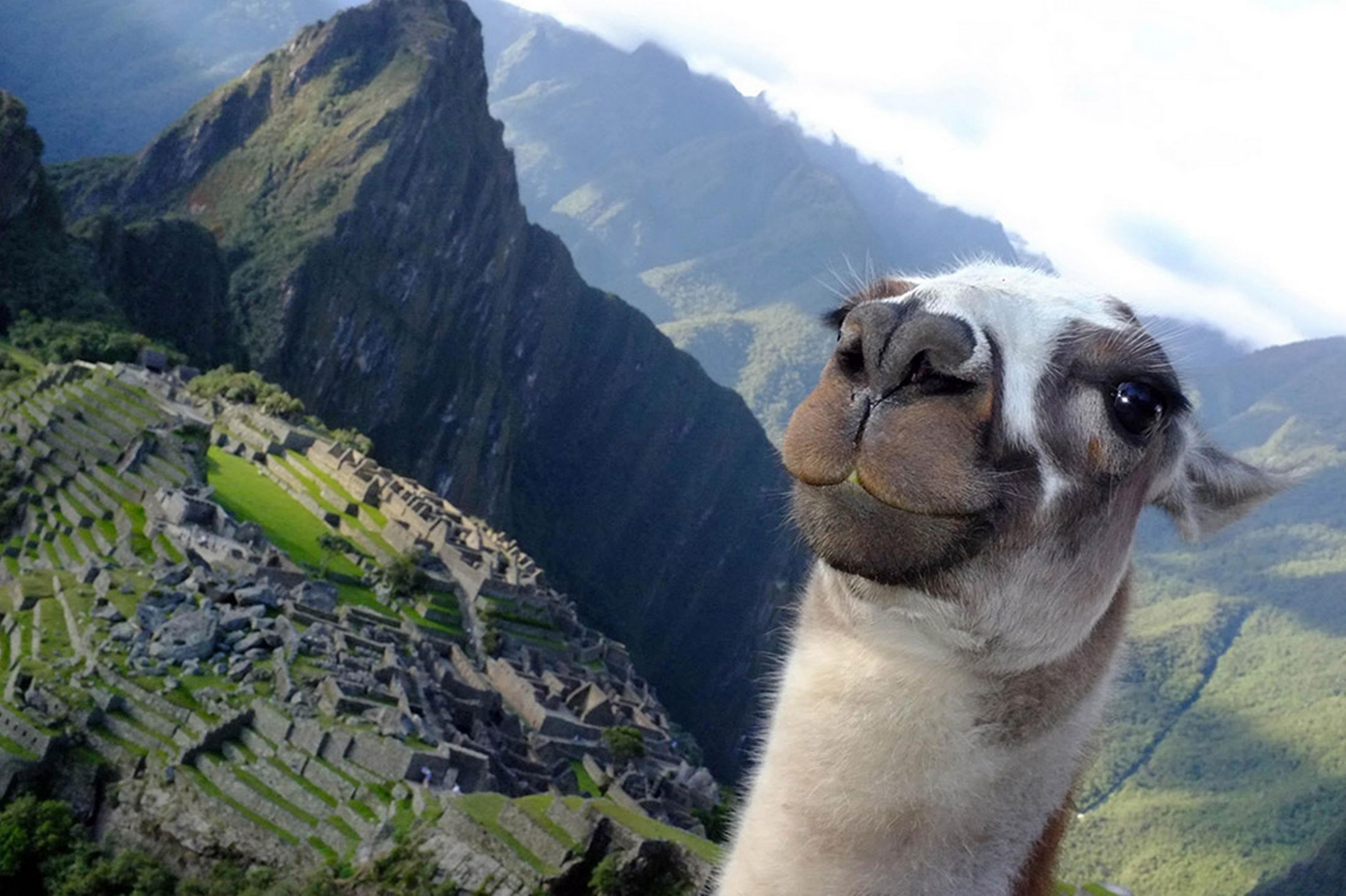Llama taking selfies