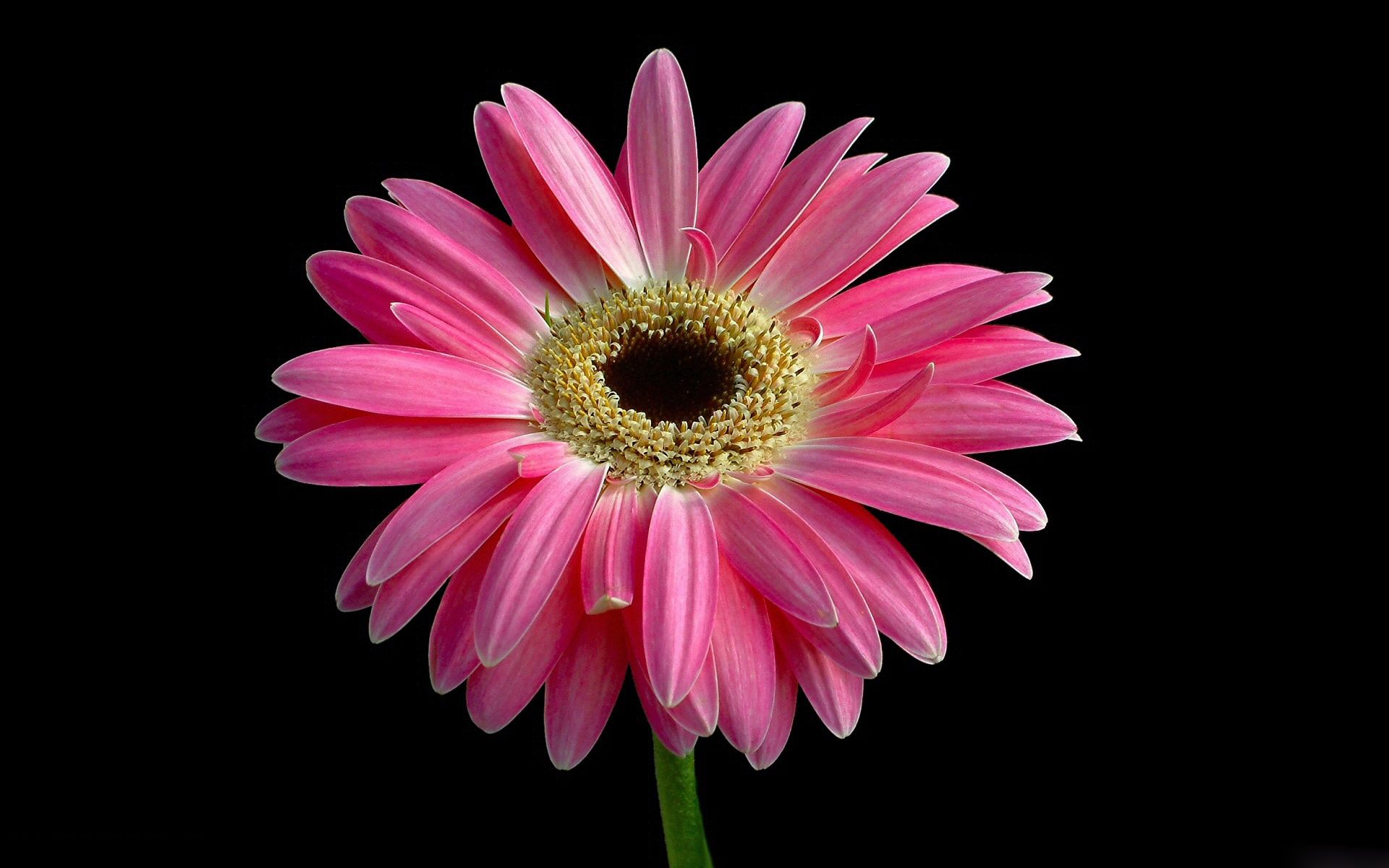 Pink Daisy HD Wallpaper | Background Image | 1920x1200 | ID:687975