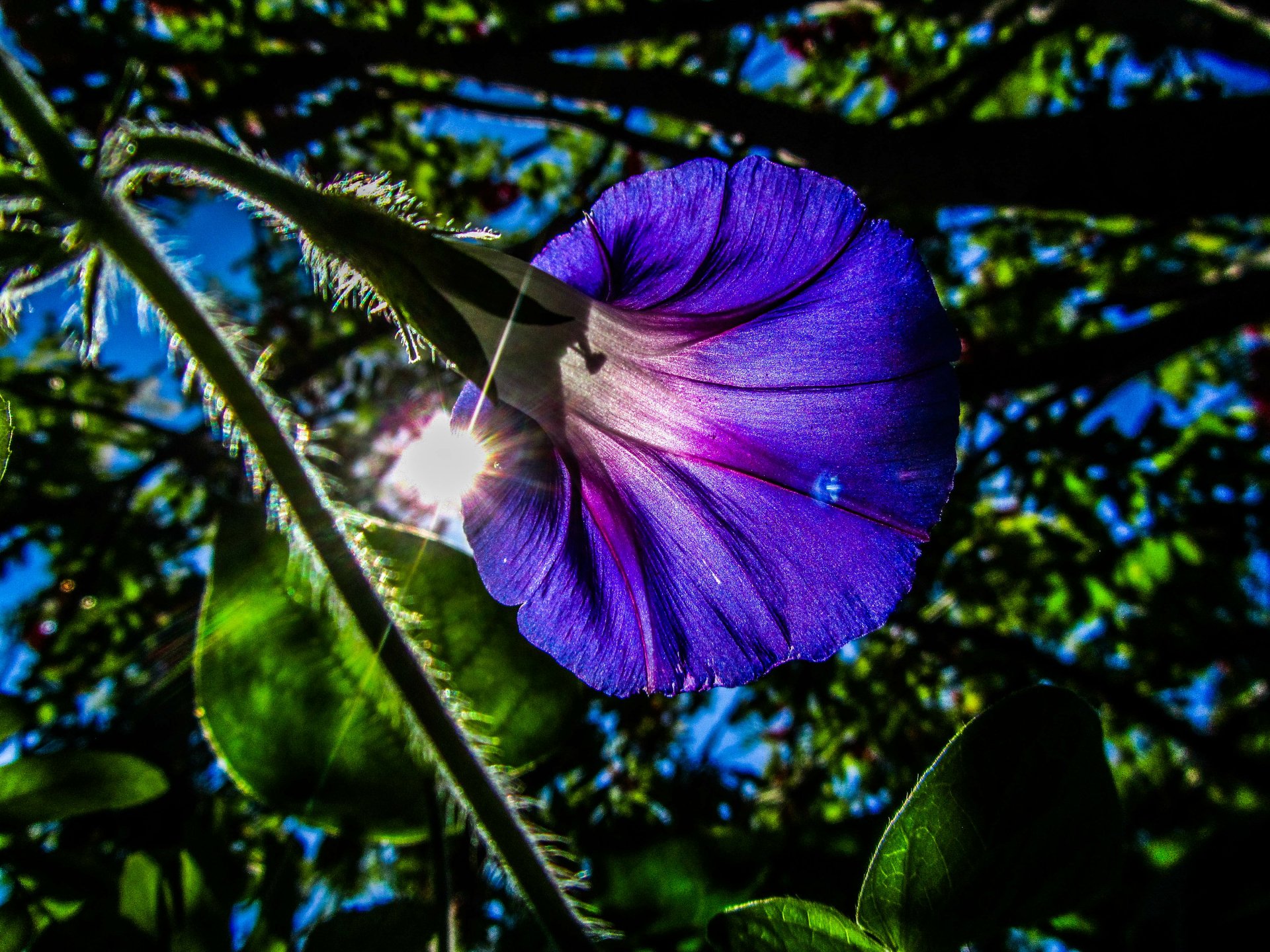A vibrant purple flower backlit by sunlight, surrounded by lush greenery, captures the beauty of nature in this stunning HD wallpaper.