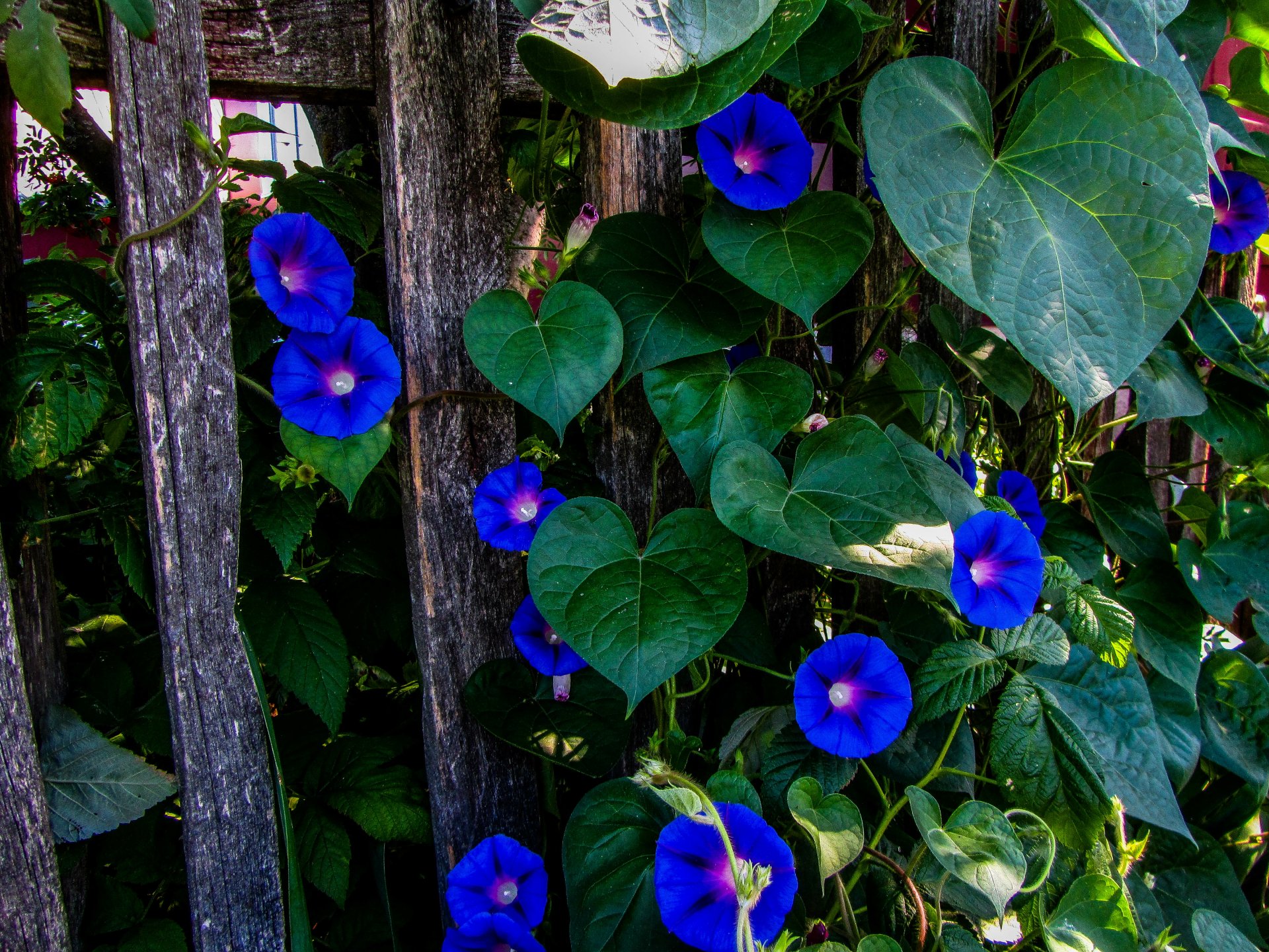 4K Ultra HD PC desktop wallpaper: blue morning glory flowers and heart-shaped leaves climbing a weathered wooden fence, lush green foliage in a close-up nature scene.