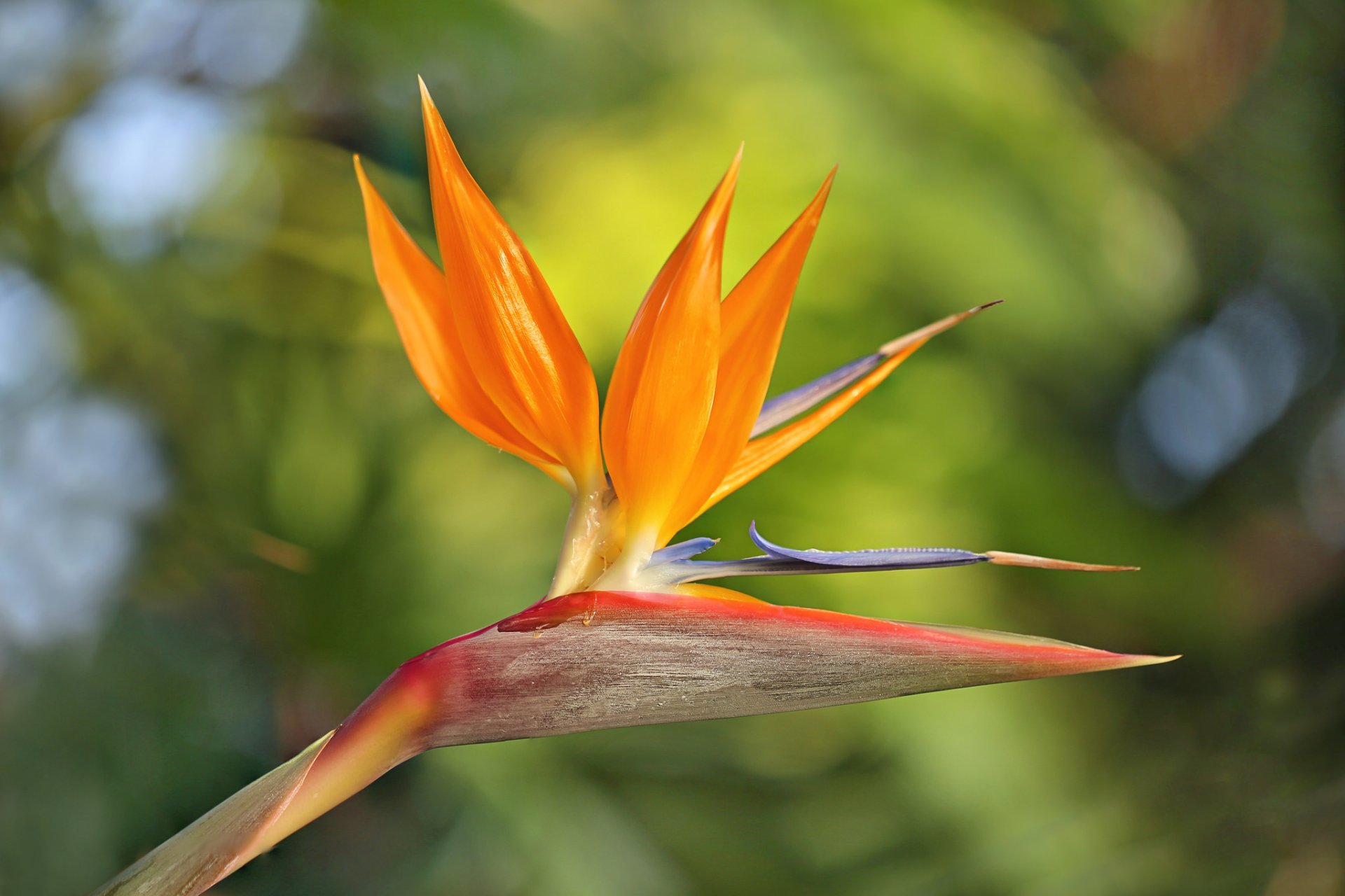 Download Blur Close-up Orange Flower Flower Nature Bird Of Paradise HD Wallpaper by Li Feng