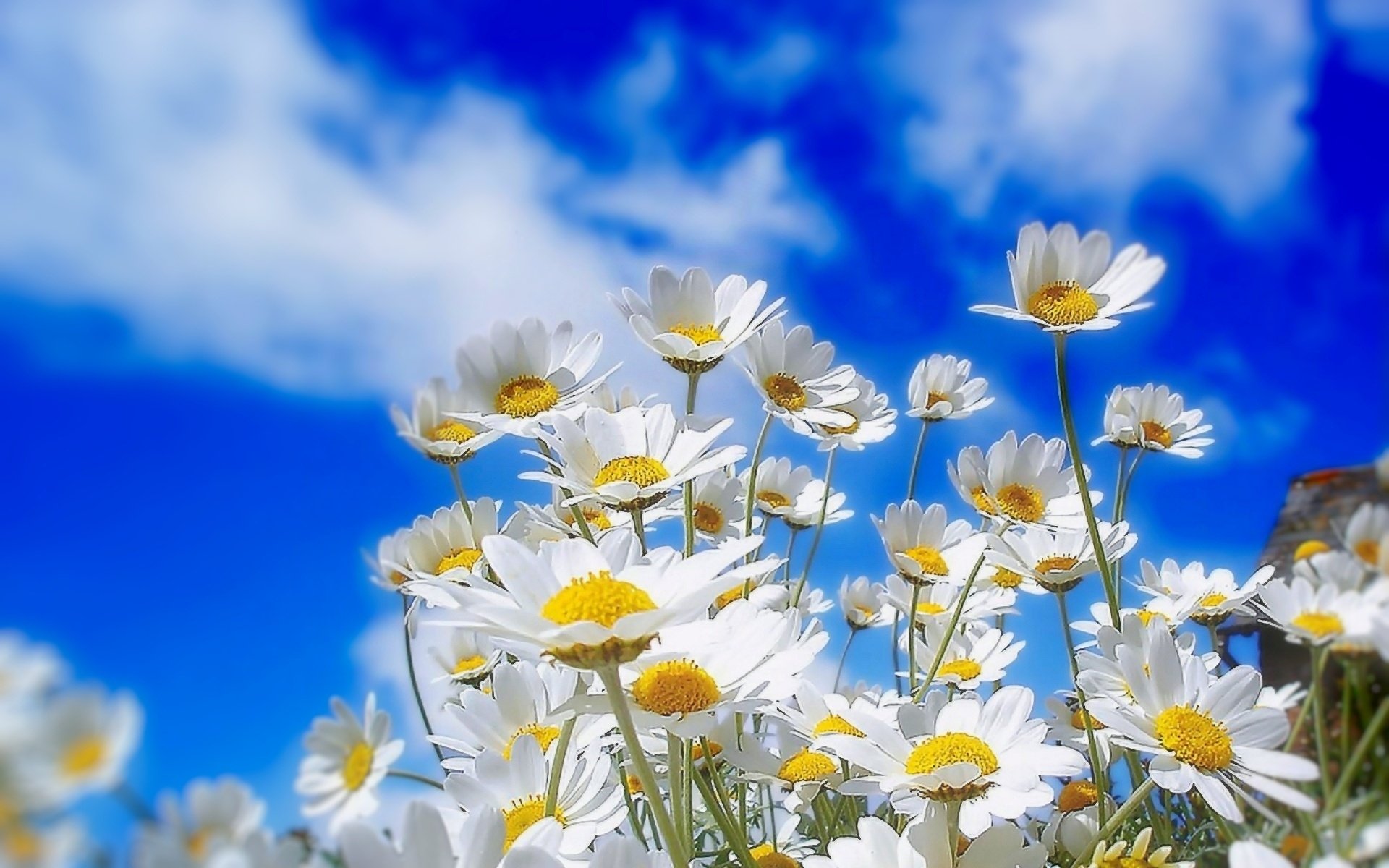 Download White Flower Sky Flower Nature Daisy HD Wallpaper