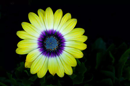 Close-up of a vibrant yellow gerbera daisy with a purple and blue center against a dark background, captured in HD for a nature-themed desktop wallpaper.