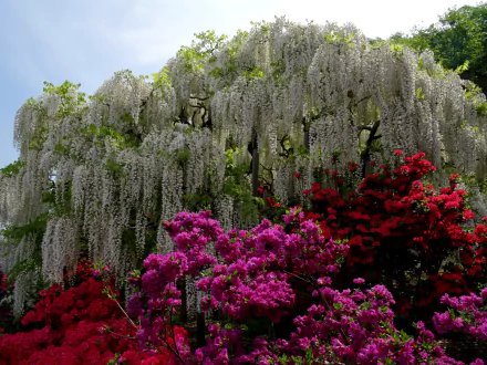 A vibrant garden scene featuring lush wisteria draping gracefully over bright red and purple flowers, creating a stunning floral backdrop for an HD desktop wallpaper.