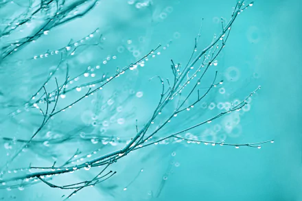 HD desktop wallpaper showing delicate branches with water drops against a blue bokeh background, highlighting the beauty of nature.