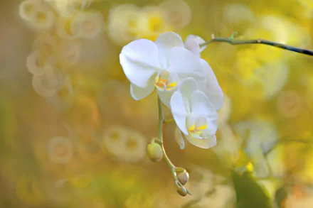Close-up of a white orchid flower with bokeh effect in the warm, golden background, captured in high definition as a nature-themed PC desktop wallpaper.