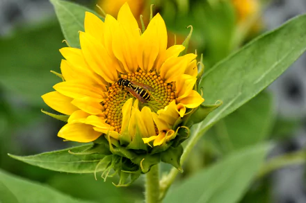 HD PC desktop wallpaper: close-up of a yellow sunflower with a wasp on its center, vibrant green leaves and a soft natural background.