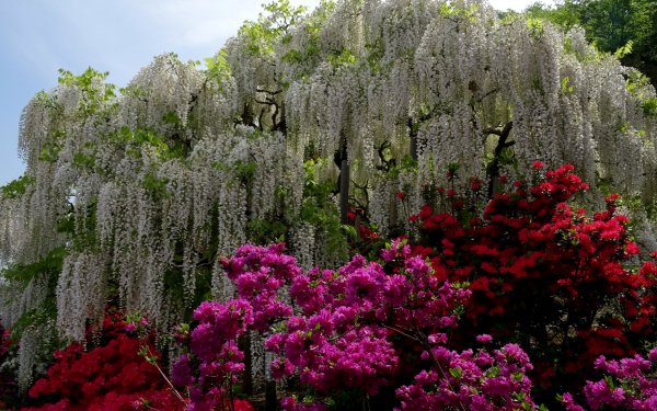 Hecho por el hombre Jardín Árbol Flor Florecer Shrub Wisteria White Flower Red Flower Purple Flower Fondo de pantalla HD | Fondo de Escritorio