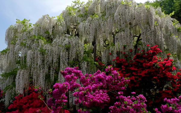 A vibrant garden scene featuring lush wisteria draping gracefully over bright red and purple flowers, creating a stunning floral backdrop for an HD desktop wallpaper.