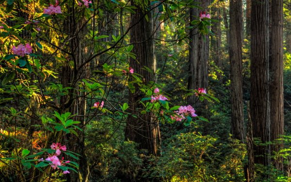 Earth Forest Flower Tree Rhododendrun Leaf Green Pink Flower HD Wallpaper | Background Image