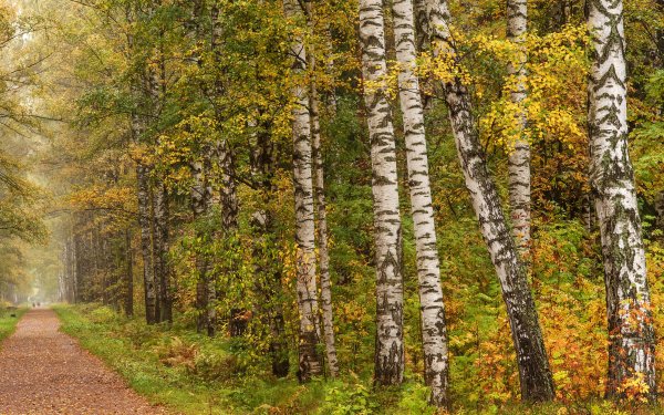 Man Made Path Forest Birch Tree Fall HD Wallpaper | Background Image