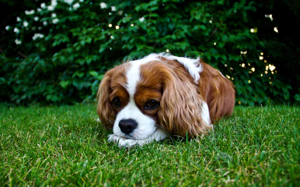 A King Charles Spaniel puppy lying on green grass, captured in vibrant 4K Ultra HD as a PC desktop wallpaper featuring this adorable spaniel dog.