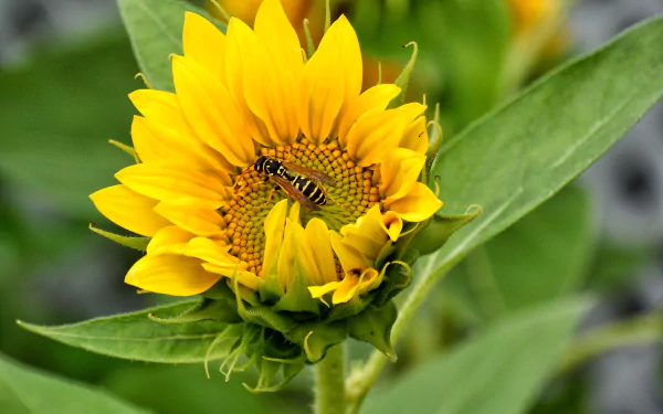 HD PC desktop wallpaper: close-up of a yellow sunflower with a wasp on its center, vibrant green leaves and a soft natural background.