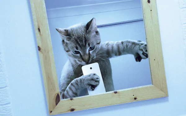 Funny grey tabby cat posing with a phone in a mirror; 4K Ultra HD PC desktop wallpaper/background.