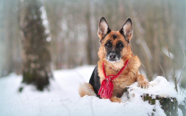 Animal German Shepherd Dogs Dog Close-Up Winter HD Wallpaper | Background Image