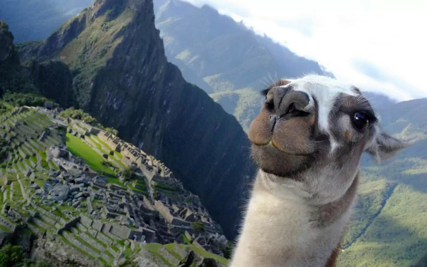 HD PC desktop wallpaper featuring a close-up of a llama with the ancient city of Machu Picchu and surrounding mountains in the background.