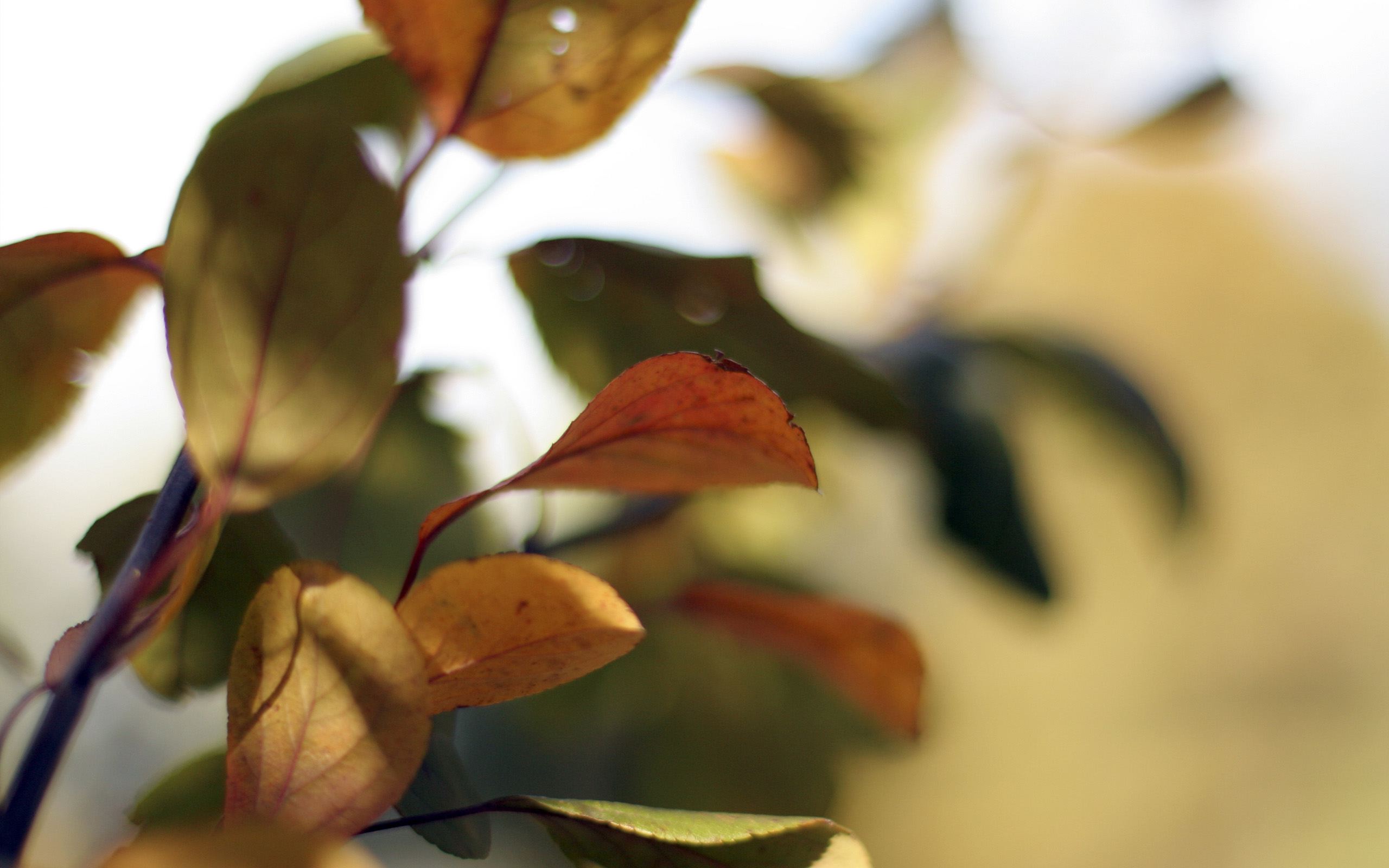 Nature Leaf HD Wallpaper | Background Image
