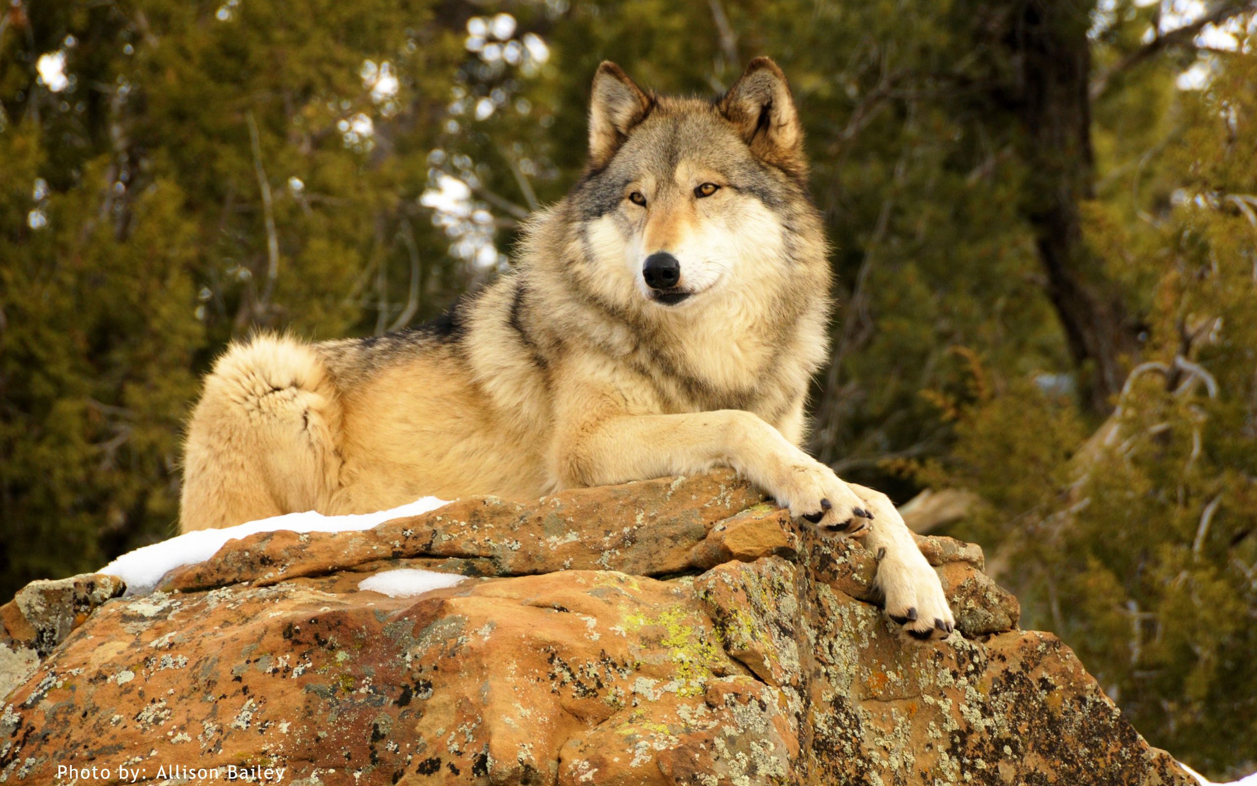 Wolf's Name: Dakota by Allison Bailey