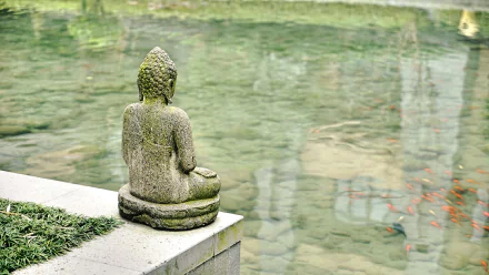 A serene Buddha statue overlooks a tranquil pond filled with fish, surrounded by lush greenery, creating a peaceful religious atmosphere. An HD desktop wallpaper capturing tranquility.