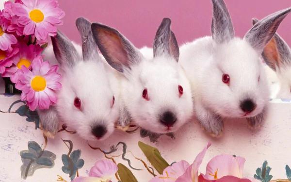 Easter bunnies