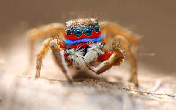 Animal Spider Spiders Macro Eye Jumping Spider HD Wallpaper | Background Image