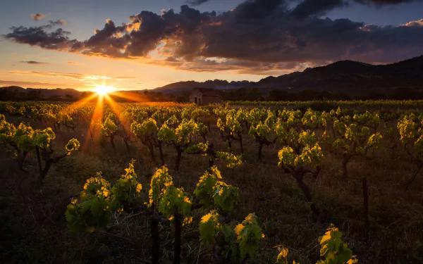 HD desktop wallpaper of a vineyard landscape at sunset, with sunbeams piercing through clouds over mountains and man-made rows of grapevines.