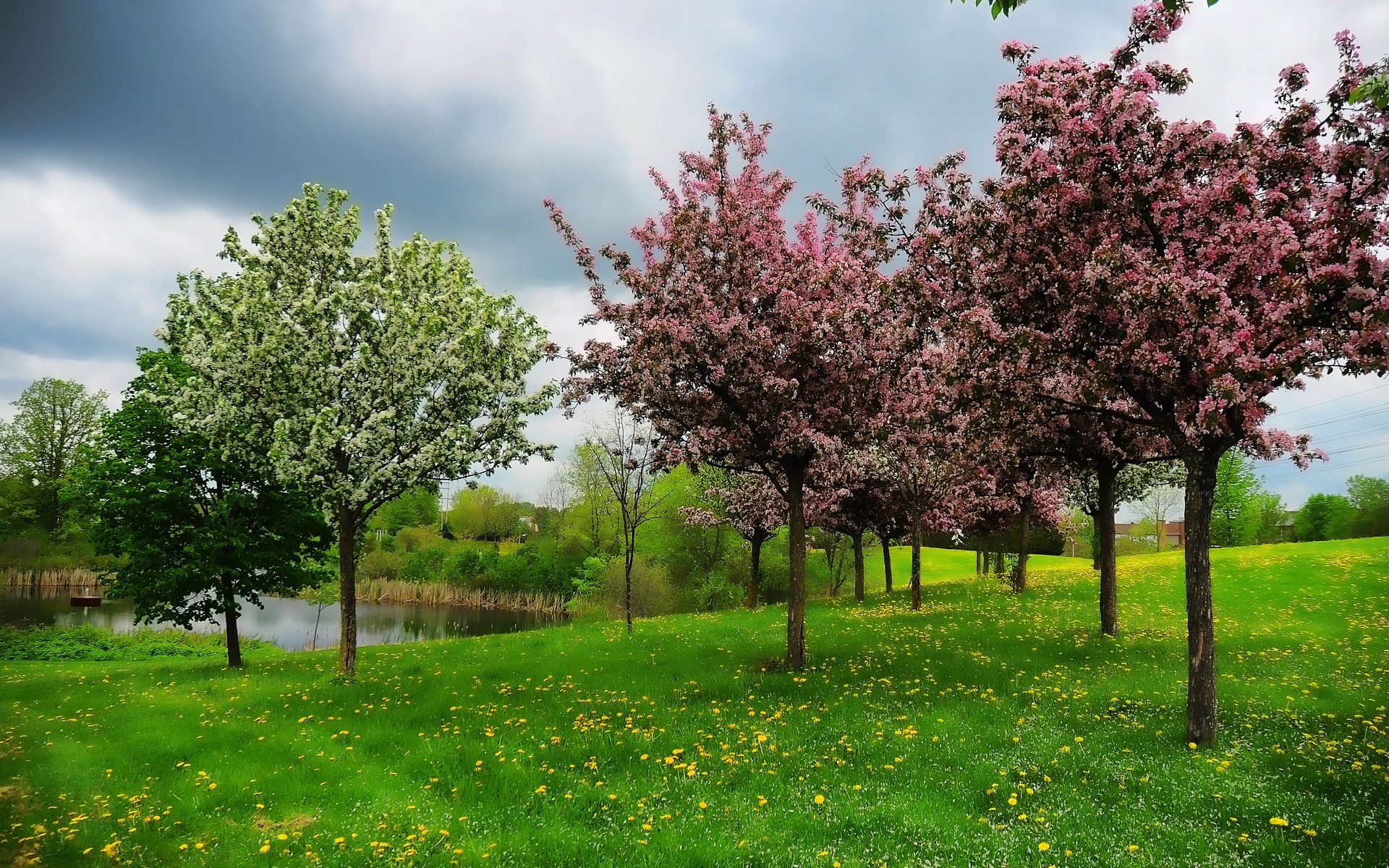 Spring Trees in Field