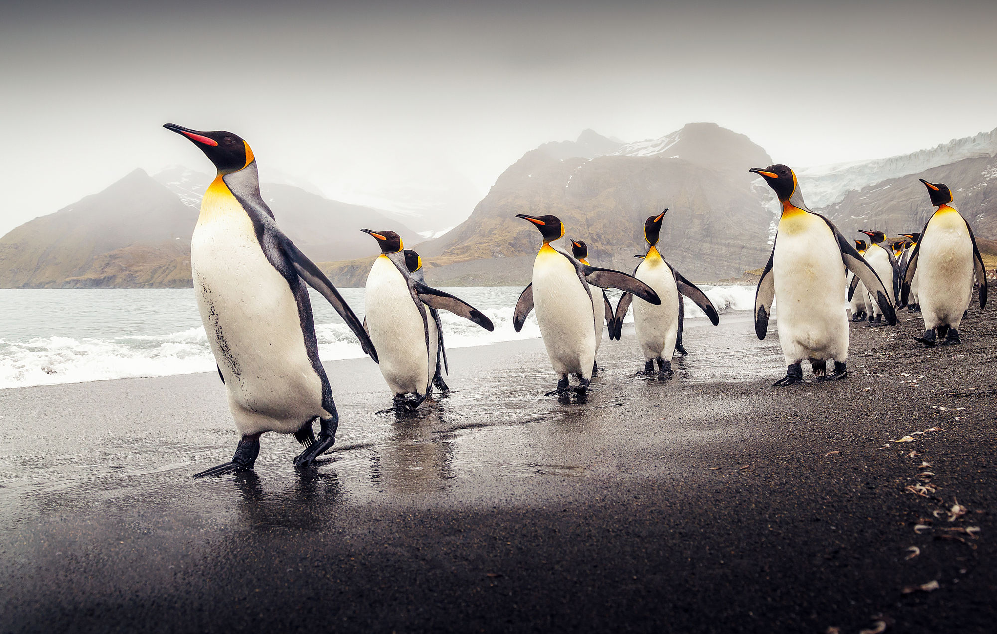 Download Penguin Wallpaper