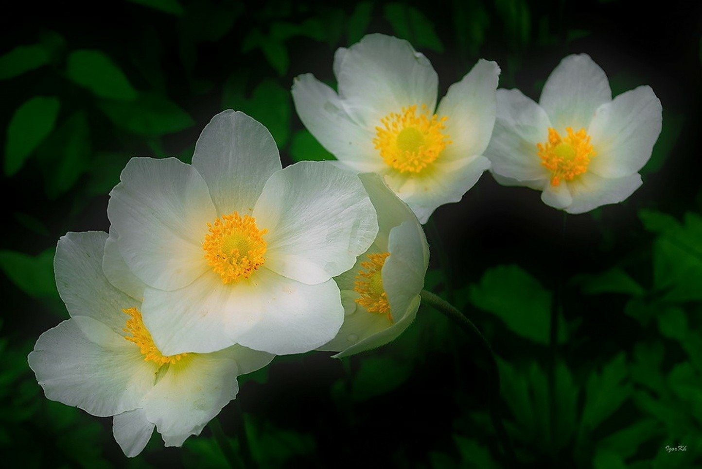 White Flowers