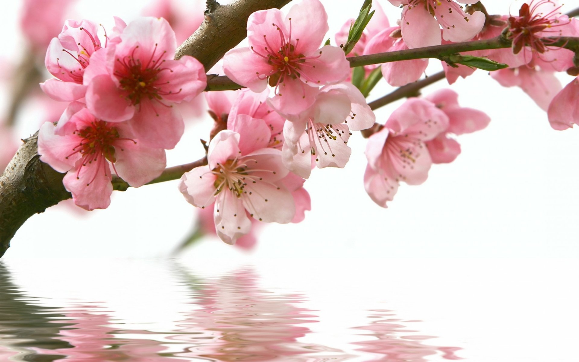 A serene branch adorned with delicate pink cherry blossoms reflects in calm water, capturing the beauty of nature in this HD desktop wallpaper.