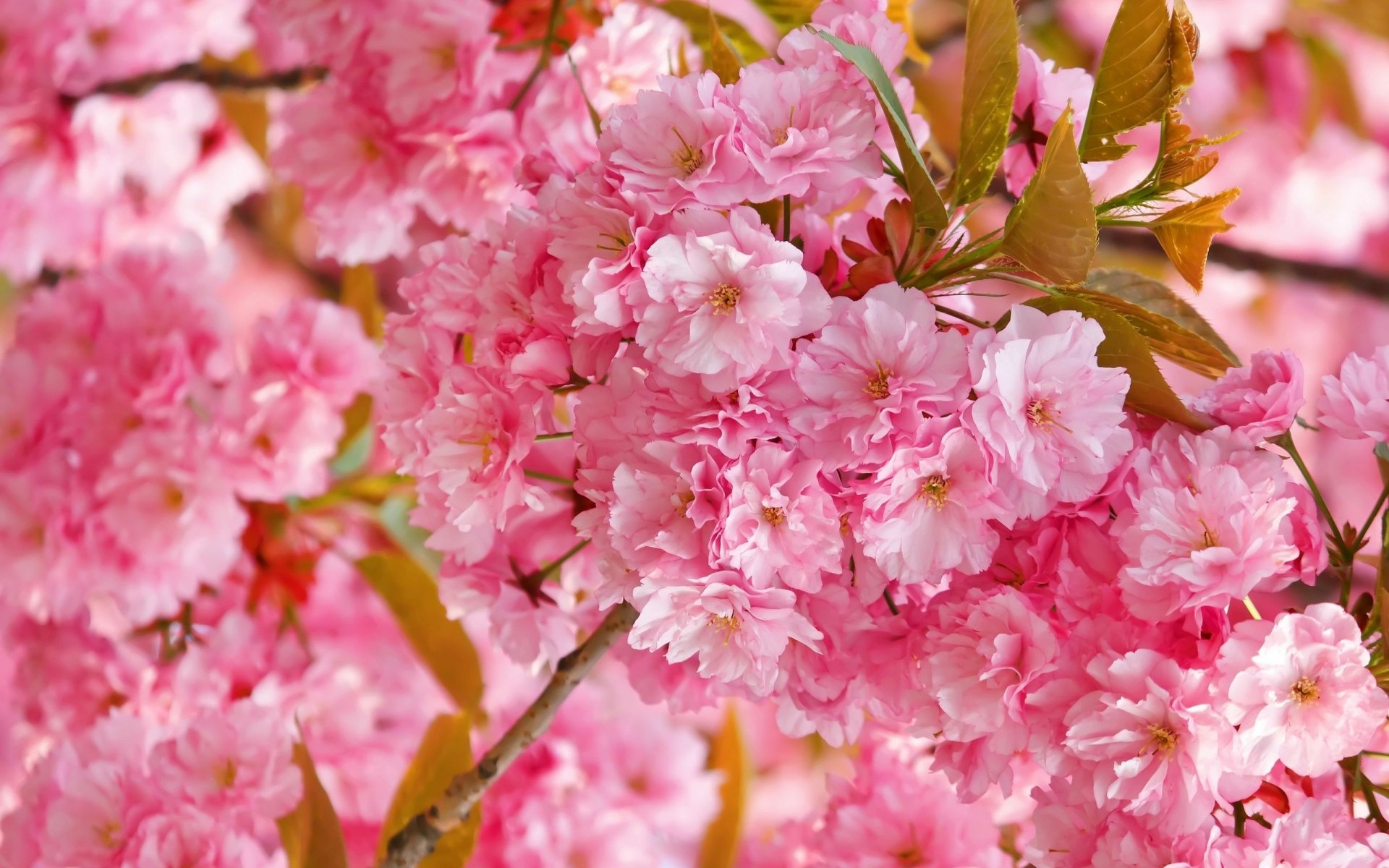 Download Flower Pink Flower Close-up Cherry Blossom Nature Blossom Hd 