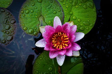 Close-up HD image of a vibrant pink water lily with water drops on surrounding green lily pads, showcasing the natural beauty of a lotus in a serene aquatic setting.