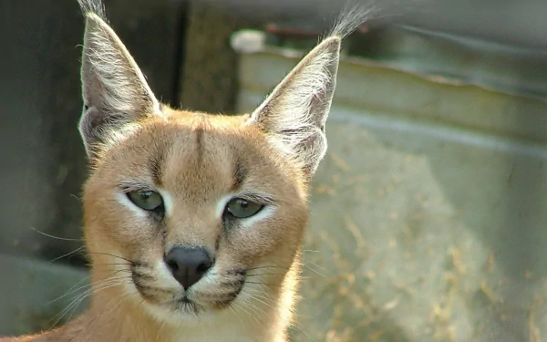 Close-up HD desktop wallpaper of a caracal with distinctive tufted ears and piercing eyes against a blurred natural background.