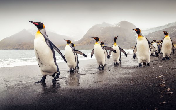 Animal Penguin Birds Penguins King Penguin HD Wallpaper | Background Image