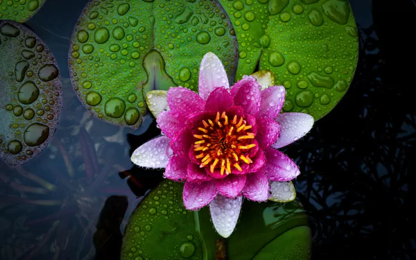 Close-up HD image of a vibrant pink water lily with water drops on surrounding green lily pads, showcasing the natural beauty of a lotus in a serene aquatic setting.