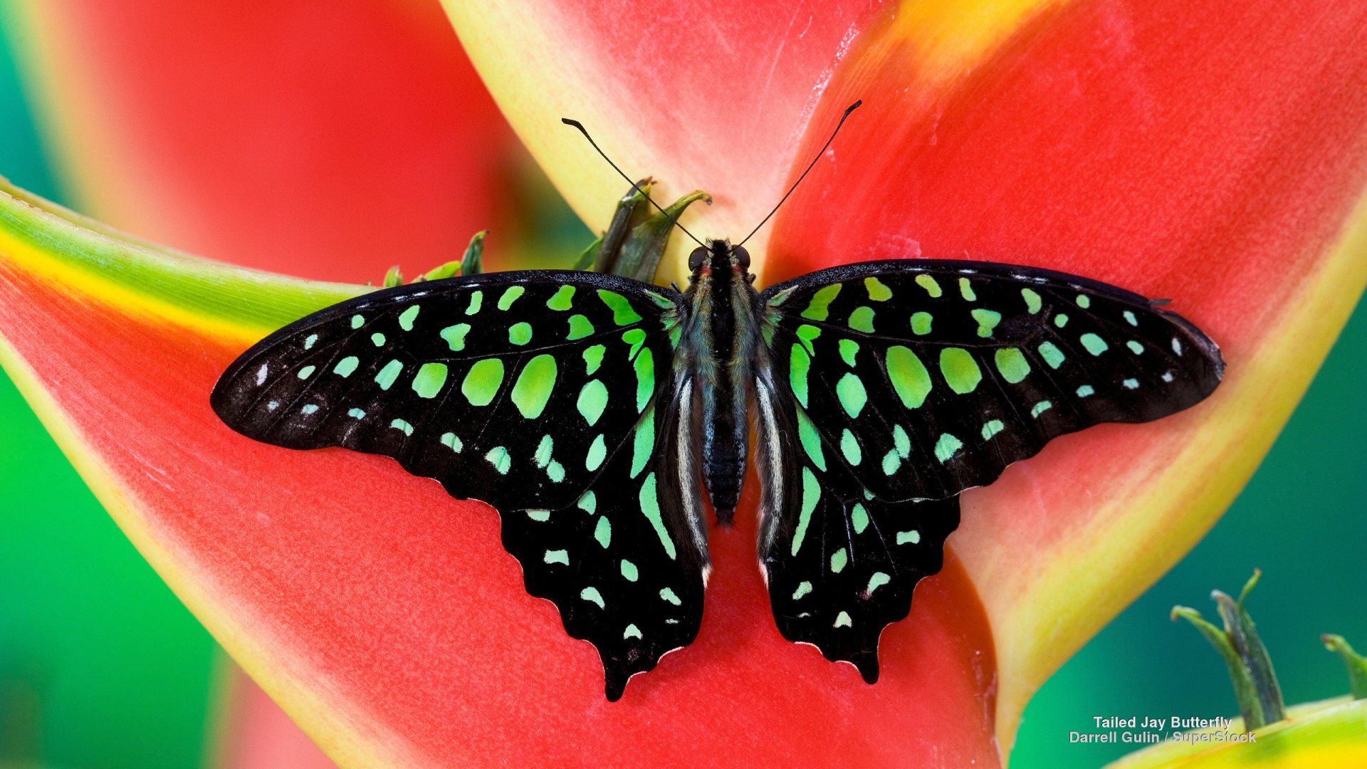 Download Close-up Flower Insect Animal Butterfly HD Wallpaper by Darrell Gulin