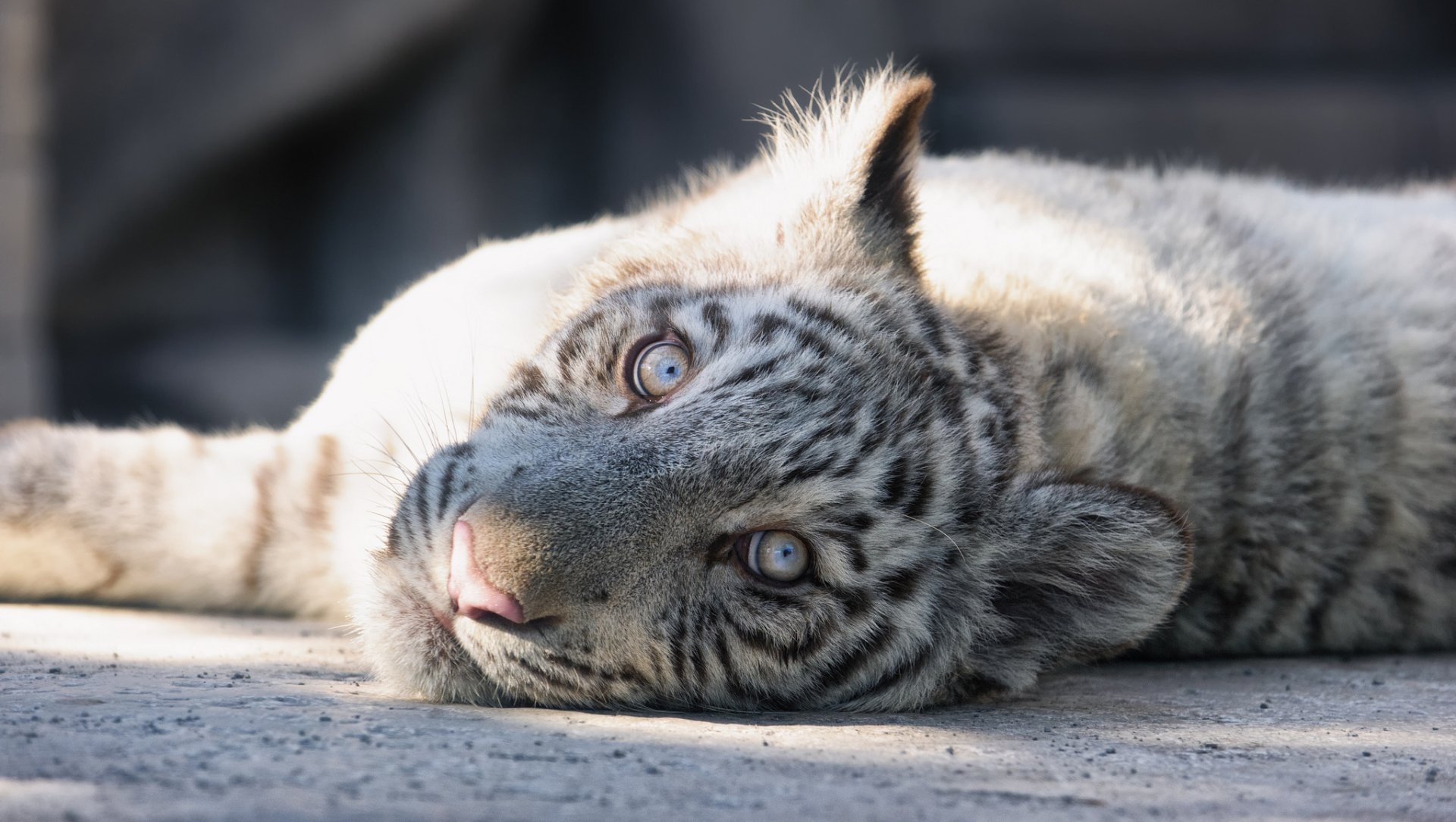 A white tiger lying down with striking blue eyes, captured in high definition for a PC desktop wallpaper and background.